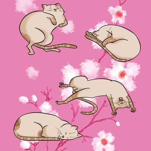 Gatos en cuatro posiciones distintas sobre una ramita de cerezo.